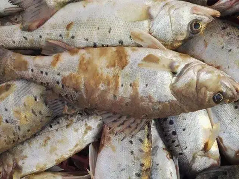 深秋水霉來襲，避開這三顆雷