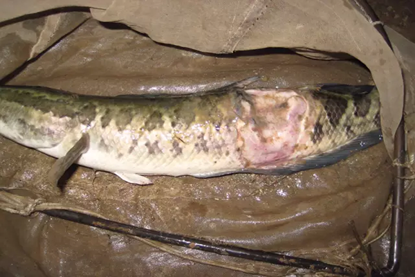 水反底生魚爛身，需解毒增氧內(nèi)服