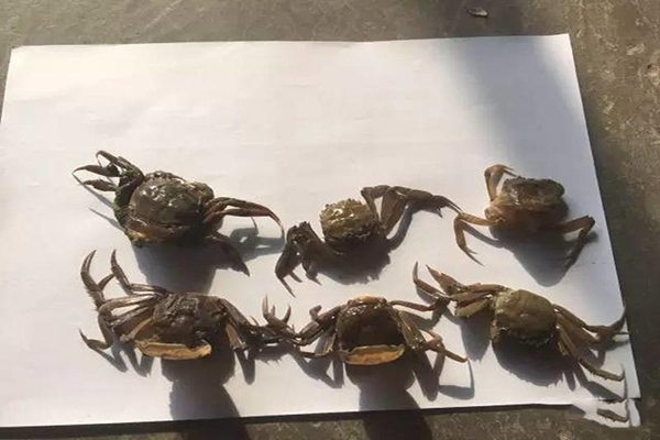 河蟹即將蛻二殼，你需要注意這些問(wèn)題