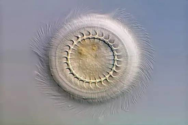 草魚寸片“白嘴白尾”、死亡嚴重？謹防車輪蟲病